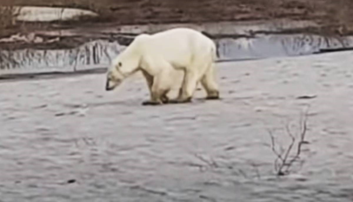 Izgladnjela polarna medvjedica prevezena na oporavak u sibirski ZOO